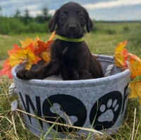 little puppies with blue eyes