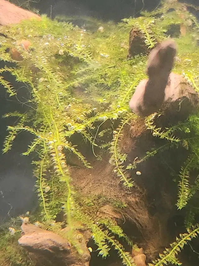 mixed moss in Fish for Rehoming in Kitchener / Waterloo - Image 2