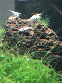 Snowball Shrimp For Sale, View more