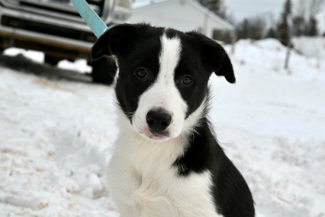 Registered Border Collie Puppies- NS Border Collies PEL in Dogs & Puppies for Rehoming in City of Halifax