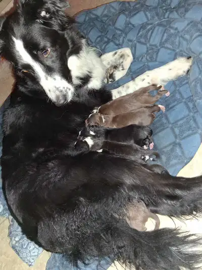 border Collie Husky, View more