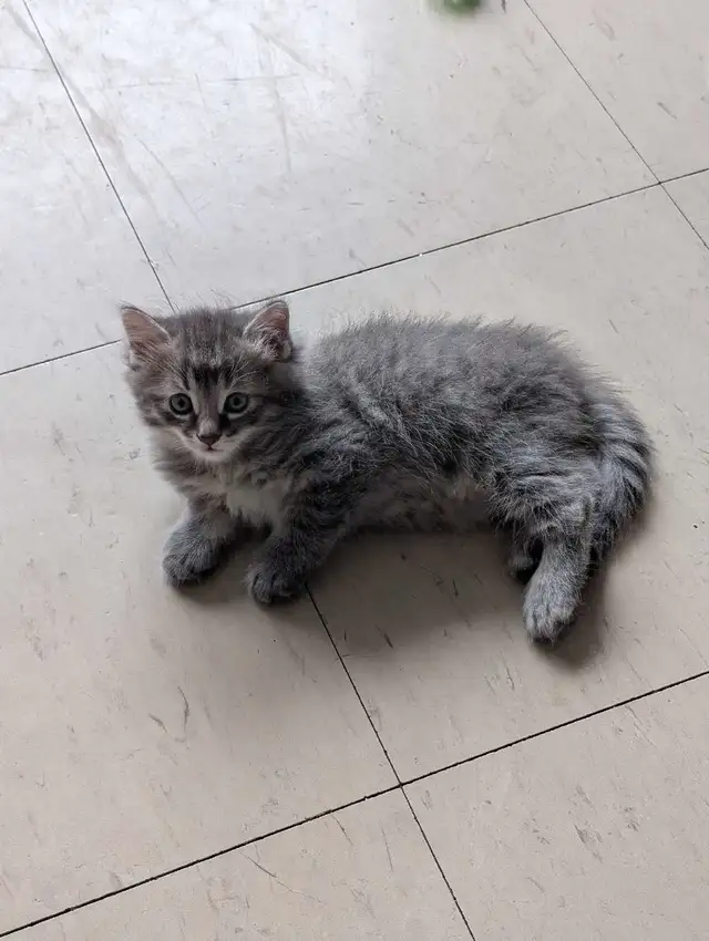2 Siamese Maine coon mix kittens in Cats & Kittens for Rehoming in City of Toronto - Image 6