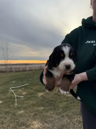 We have some family friendly Golden Bernese Puppies for sale! These puppies are raised lovingly in o...