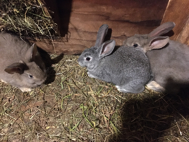 Rabbits for Sale in Livestock in Thunder Bay