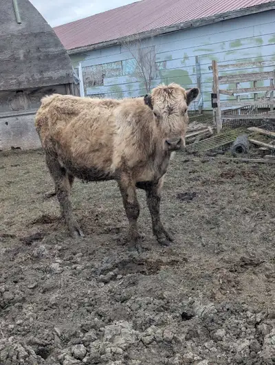 Charolais angus cross cow. Had a large first calf this month but it got scours and died. She is calm...