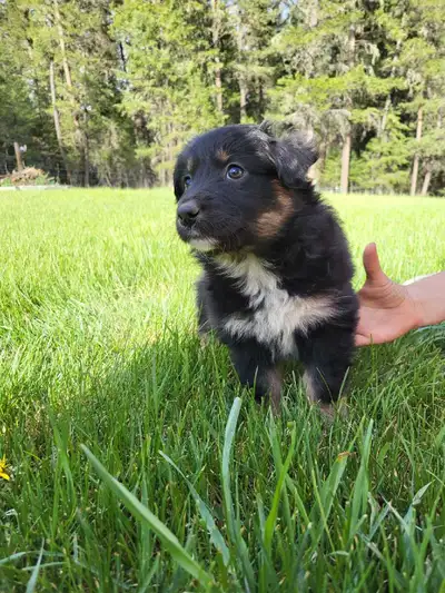 Australian Shepherd Puppies, View more