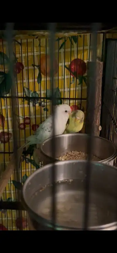Budgie pair in need of new home, View more