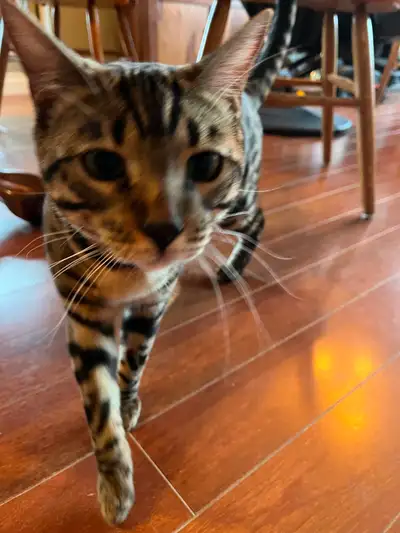 Leo is a beautiful neutered, fully vaccinated, microchipped, purebred Bengal male cat . He is affect...