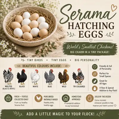 Serama Hatching Eggs Available, View more