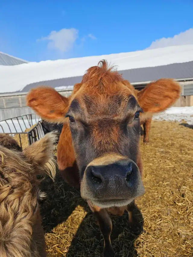 Bred Jersey Cow in Livestock in Hamilton - Image 4