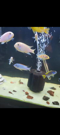 9 Assorted African cichlids and to breeding pairs
