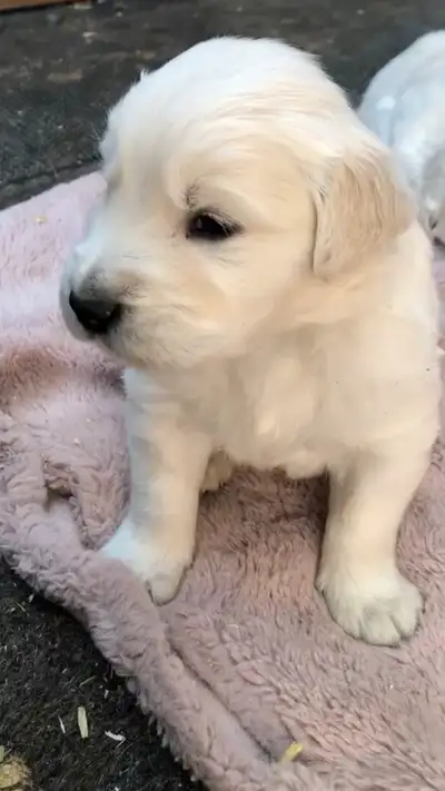 Chiots golden Retriever nés le 10 février,femelle et mâle disponible blanc ou doré pâle Nous prenons...
