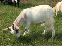Registered Myotonic Goats