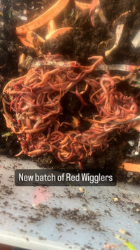 Red wigglers 