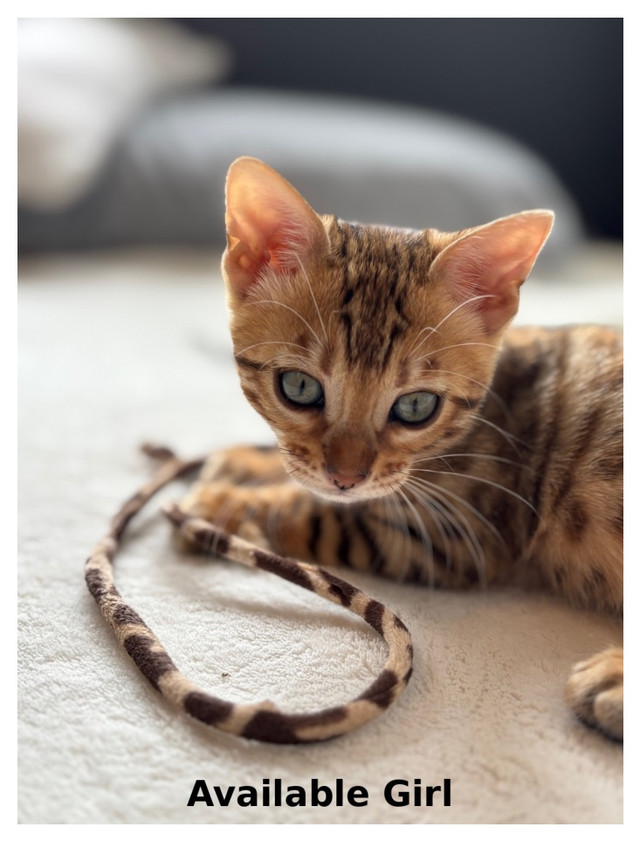 TICA Bengal Kittens in Cats & Kittens for Rehoming in Moncton - Image 4