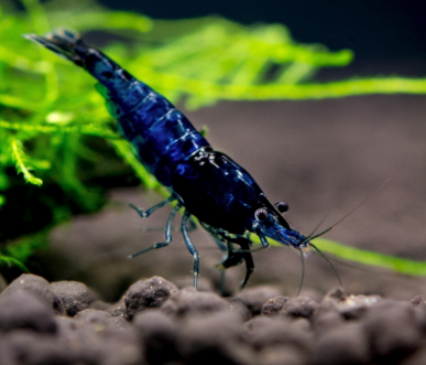 Blue Dream Shrimp (Neocaridina), View more