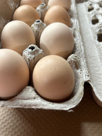 Fertilized silver layced Wyandotte hatching eggs 