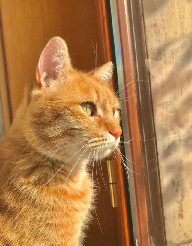 Orange cat  in Cats & Kittens for Rehoming in Delta/Surrey/Langley