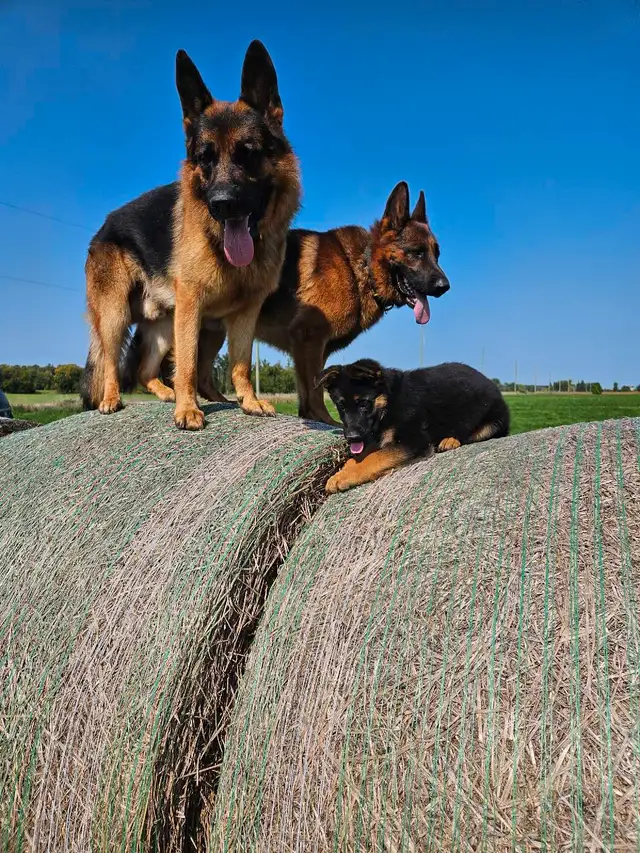 German shepherd pups in Dogs & Puppies for Rehoming in Stratford - Image 5