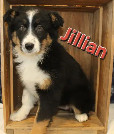 Australian Shepherd puppies, View more