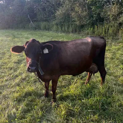 Jersey/Halston cow with calf, View more