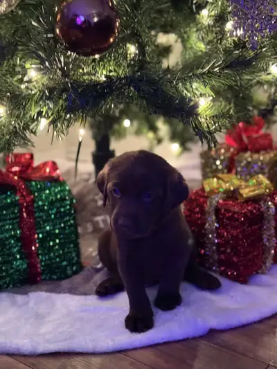 Chiot Labrador prêt pour Noël, View more