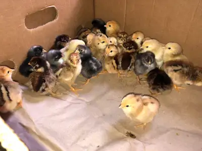 Chicks For Sale, View more