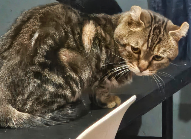 Hyghland lynx dans Chats et chatons à adopter  à Longueuil/Rive Sud - Image 4