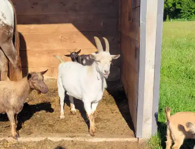 Pygmy/dwarf goat, View more