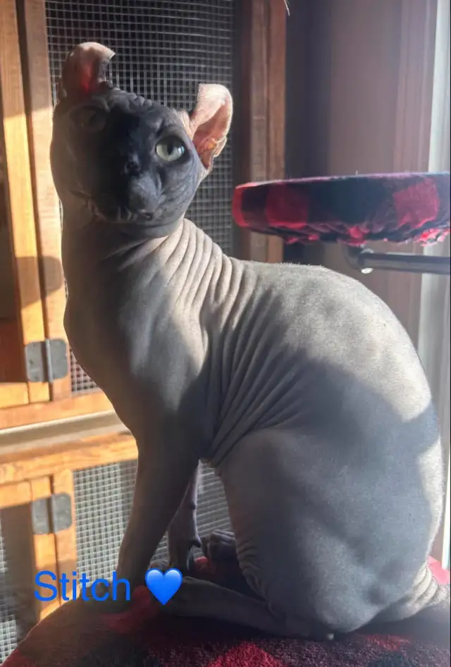 chaton sphynx-elf  in Cats & Kittens for Rehoming in Lanaudière - Image 8