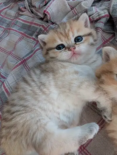 chaton British shorthair , View more