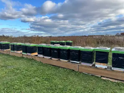 HONEY BEES FOR SALE, View more