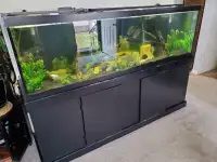 Aquarium Fish (freshwater) -  DEAL