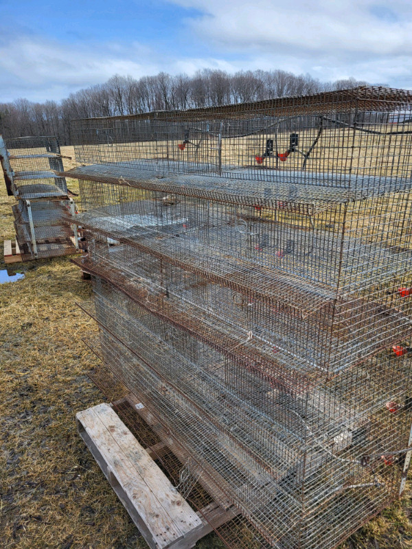 Cage a caille  dans Animaux de ferme  à Saint-Hyacinthe