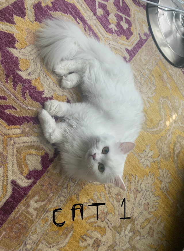 2 Female Persian Cats dans Chats et chatons à adopter  à Longueuil/Rive Sud