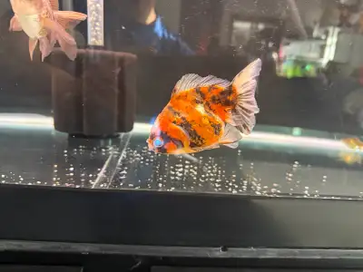 oranda goldfish, View more