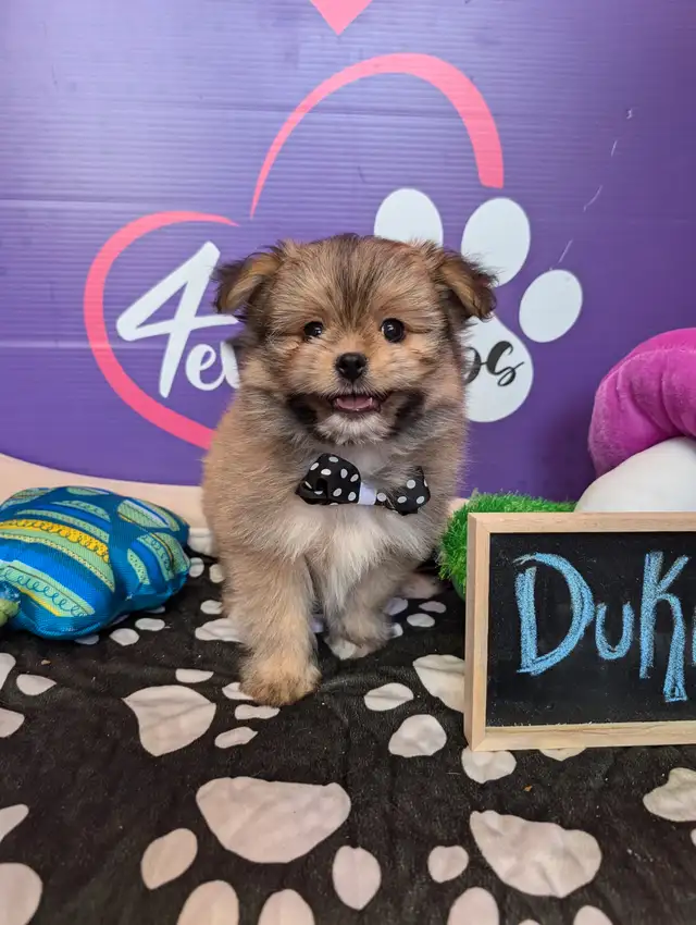 Pomeranian mix shihtzu Pomshis ready July 15 in Dogs & Puppies for Rehoming in City of Toronto - Image 6