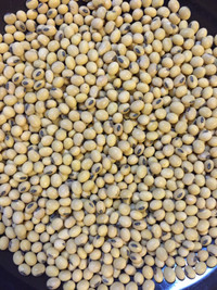 COMMON R1 SOYBEAN SEED