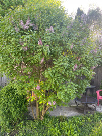 Live lilac bush