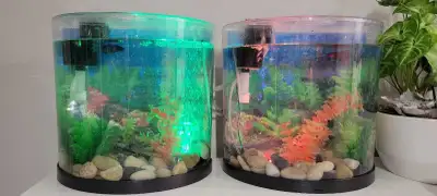 free betta fish, View more