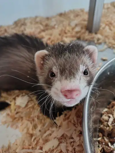 baby ferrets, View more