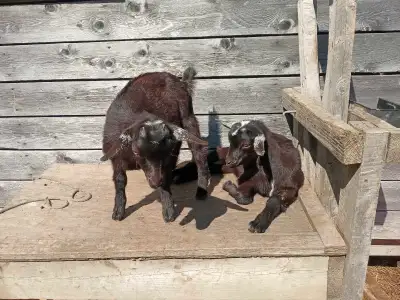 Twin Nigerian goat kids ready to go!, View more