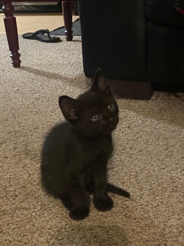 Kittens for rehoming Cats & Kittens for Rehoming Kamloops Kijiji