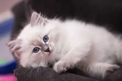 SIBERIAN KITTEN CCA REGISTERED, View more