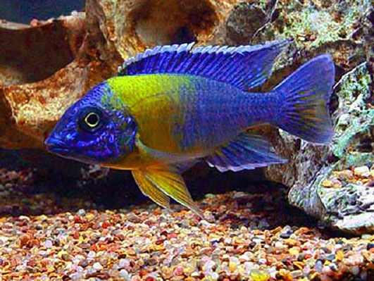 NEW SHIPMENT OF BEAUTIFUL AFRICAN CICHLIDS FOR SALE in Fish for Rehoming in Muskoka - Image 3
