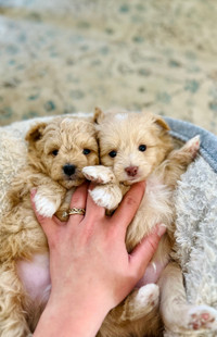 Miniature Poodle x Pomeranian Teddys