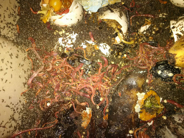 Compost Worms Vermicomposter red wigglers Vermicompost in Plants, Fertilizer & Soil in City of Halifax - Image 4