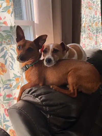 Dogs to rehome, View more