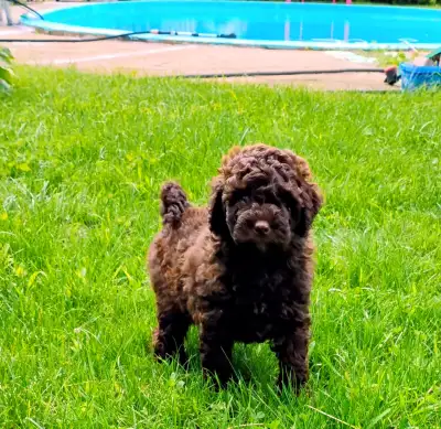 English follow - PUPPIES CAN BE VISITED IN MONTREAL Il est venu le temps de réserver votre petit cœu...