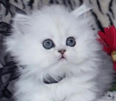 chatons persan, View more
